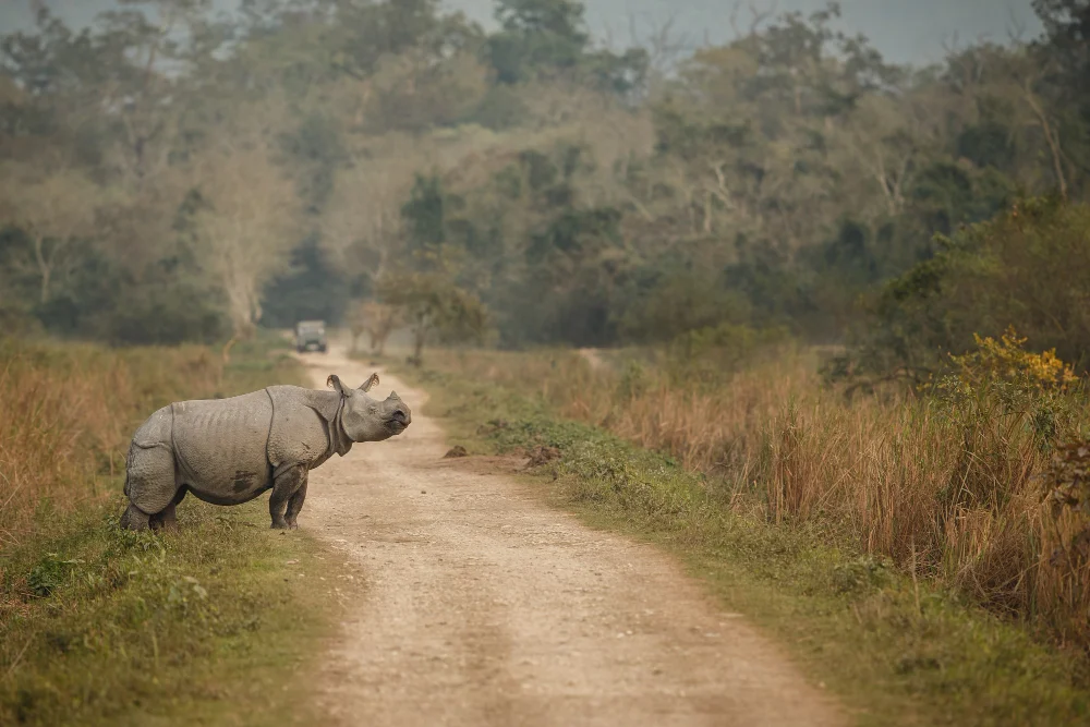 Chitwan Safari Tour