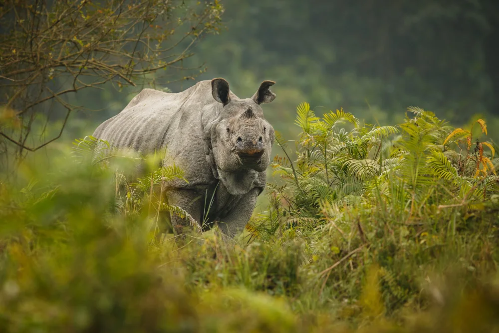 Chitwan Safari Tour